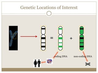 Genes within corresponding chromosomes recombine during cell divisionRecombinant X chromosomes can be inherited from either parent by a male or female