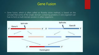 Gene Fusion
• Gene fusion, which is often called as Rosetta stone method, is based on the
concept that some of the single-domain containing proteins in one organism can
fuse to form a multi domain protein in other organisms
 