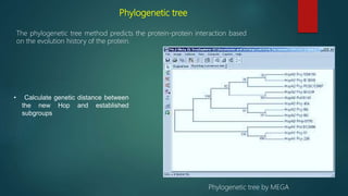 Phylogenetic tree
The phylogenetic tree method predicts the protein-protein interaction based
on the evolution history of the protein.
• Calculate genetic distance between
the new Hop and established
subgroups
Phylogenetic tree by MEGA
 