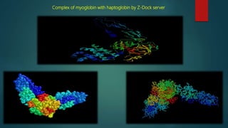 Complex of myoglobin with haptoglobin by Z-Dock server
 