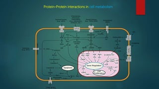 Protein–Protein interactions in cell metabolism
 
