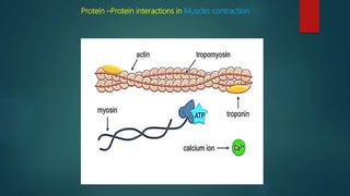 Protein –Protein interactions in Muscles contraction
 