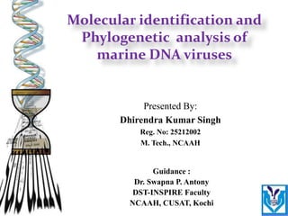 Guidance :
Dr. Swapna P. Antony
DST-INSPIRE Faculty
NCAAH, CUSAT, Kochi
Presented By:
Dhirendra Kumar Singh
Reg. No: 25212002
M. Tech., NCAAH
Molecular identification and
Phylogenetic analysis of
marine DNA viruses
 