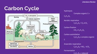 Literature Review
Carbon Cycle Hydrolysis
Complex organic C→
C6H12O6
Aerobic respiration
C6H12O6 + O2→CO2
Carbon fixation
CO2→ C6H12O6
Carbon assimilation
C6H12O6→ complex organic
C
Anaerobic respiration
C6H12O6 + NO3- →CO2
Fermentation
C H O → reduced
 