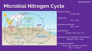 Microbial Nitrogen Cycle
Nitrogen fixation
N2→ NH3 / NH4
+
Nitrification
NH4
+ → NO3
-
Assimilative reduction
NO3
- → NH4
+
Denitrification
Glucose + NO3
- → N2 + CO2
Hydrolysis (ammonification, mineralization)
Organic N → NH4
+ / NH3
Nitrogen assimilation
Amino acids → protein → cell mass
NH4
+ → C5H7O2N
Literature Review
 