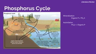 Phosphorus Cycle
Mineralization
Organic P→ PO4 3-
Assimilation
PO43- → Organic P
Literature Review
 