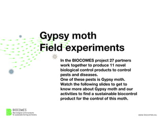 www.biocomes.eu
Gypsy moth
Field experiments
In the BIOCOMES project 27 partners
work together to produce 11 novel
biological control products to control
pests and diseases.
One of these pests is Gypsy moth.
Watch the following slides to get to
know more about Gypsy moth and our
activities to find a sustainable biocontrol
product for the control of this moth.
 