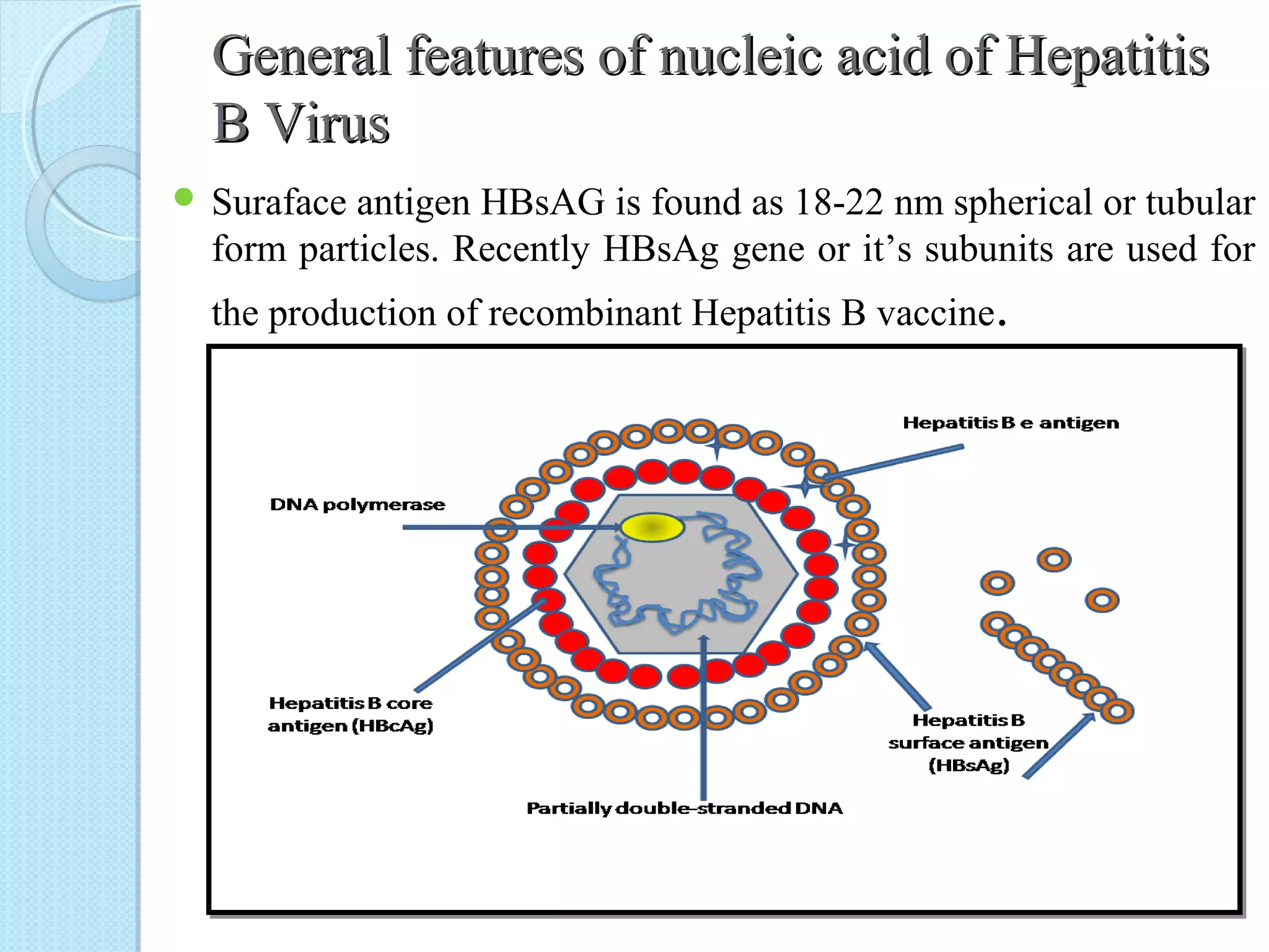 Hepatitis B Vaccine | PPT