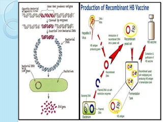 Hepatitis B Vaccine | PPT