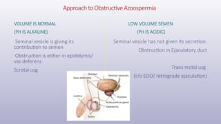 ApproachtoObstructiveAzoospermia
VOLUME IS NORMAL
(PH IS ALKALINE)
Seminal vesicle is giving its
contribution to semen
Obstruction is either in epididymis/
vas deferens
Scrotal usg
LOW VOLUME SEMEN
(PH IS ACIDIC)
Seminal vesicle has not given its secretion.
Obstruction in Ejaculatory duct
Trans rectal usg
(r/o EDO/ retrograde ejaculation)
 