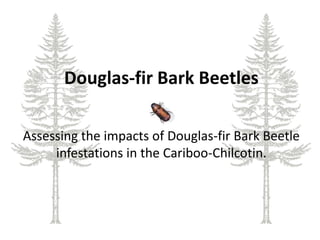 Douglas-fir Bark Beetles Assessing the impacts of Douglas-fir Bark Beetle infestations in the Cariboo-Chilcotin. 