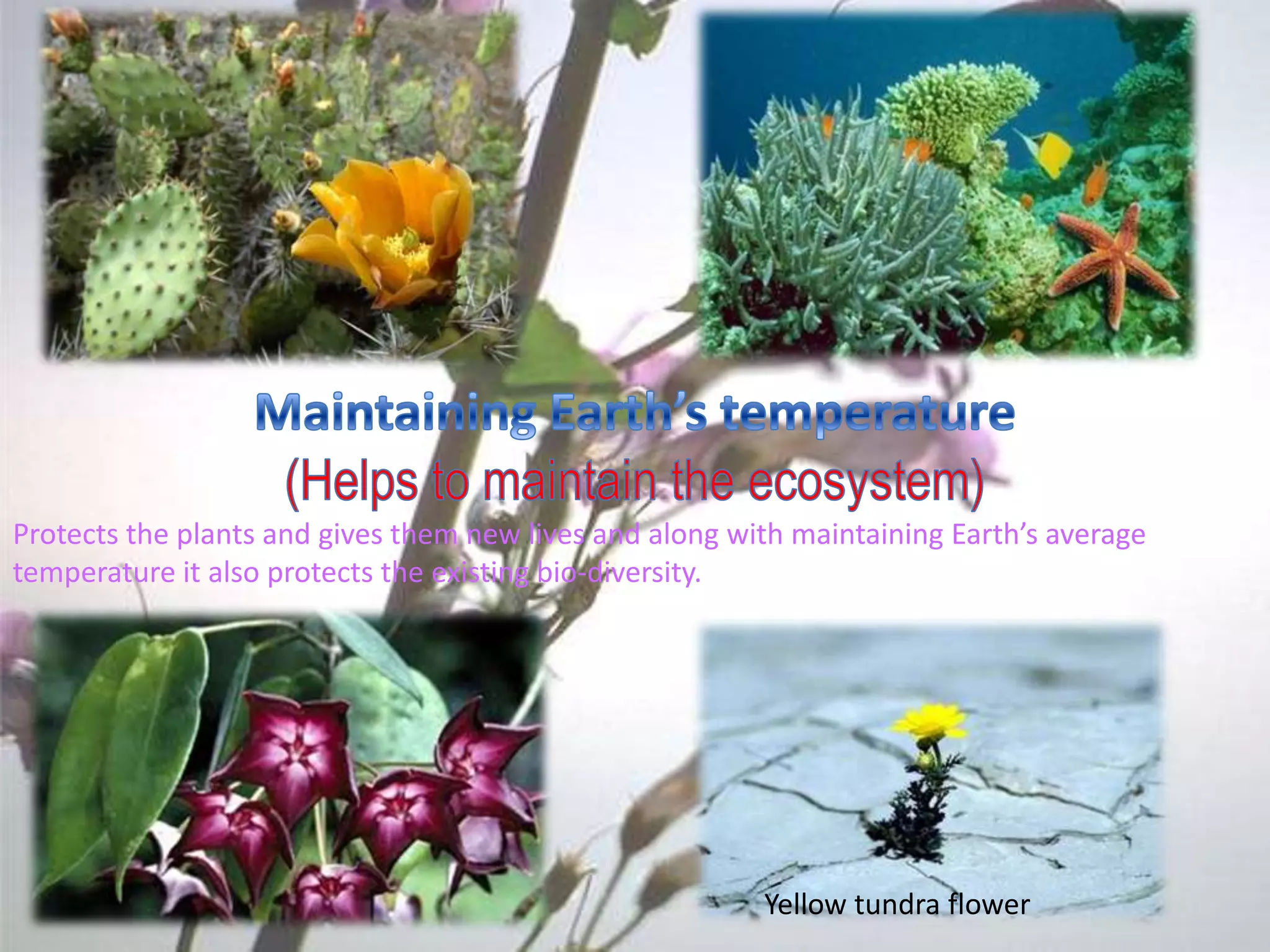 Protects the plants and gives them new lives and along with maintaining Earth’s average
temperature it also protects the existing bio-diversity.




                                                         Yellow tundra flower
 