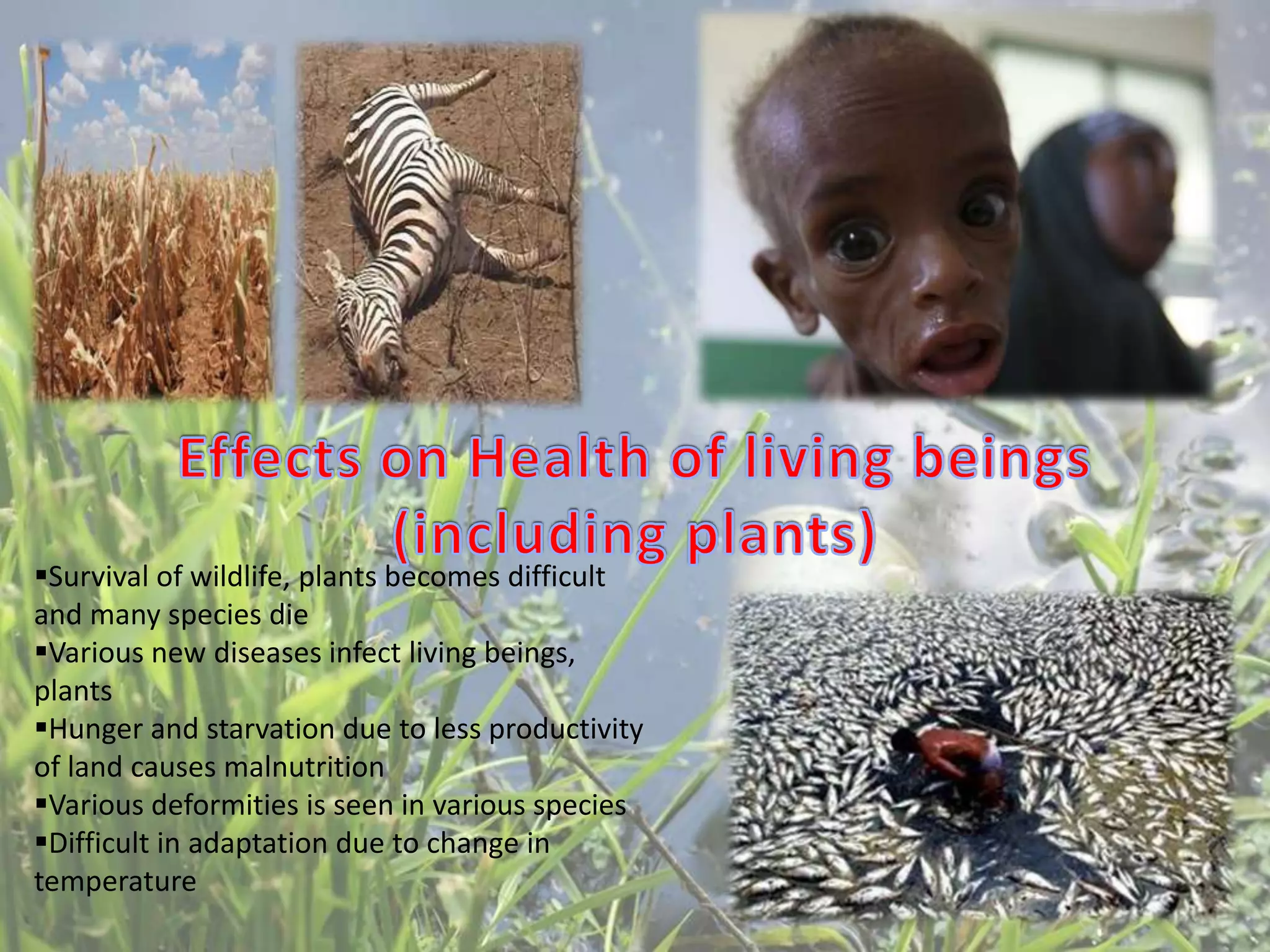 Survival of wildlife, plants becomes difficult
and many species die
Various new diseases infect living beings,
plants
Hunger and starvation due to less productivity
of land causes malnutrition
Various deformities is seen in various species
Difficult in adaptation due to change in
temperature
 