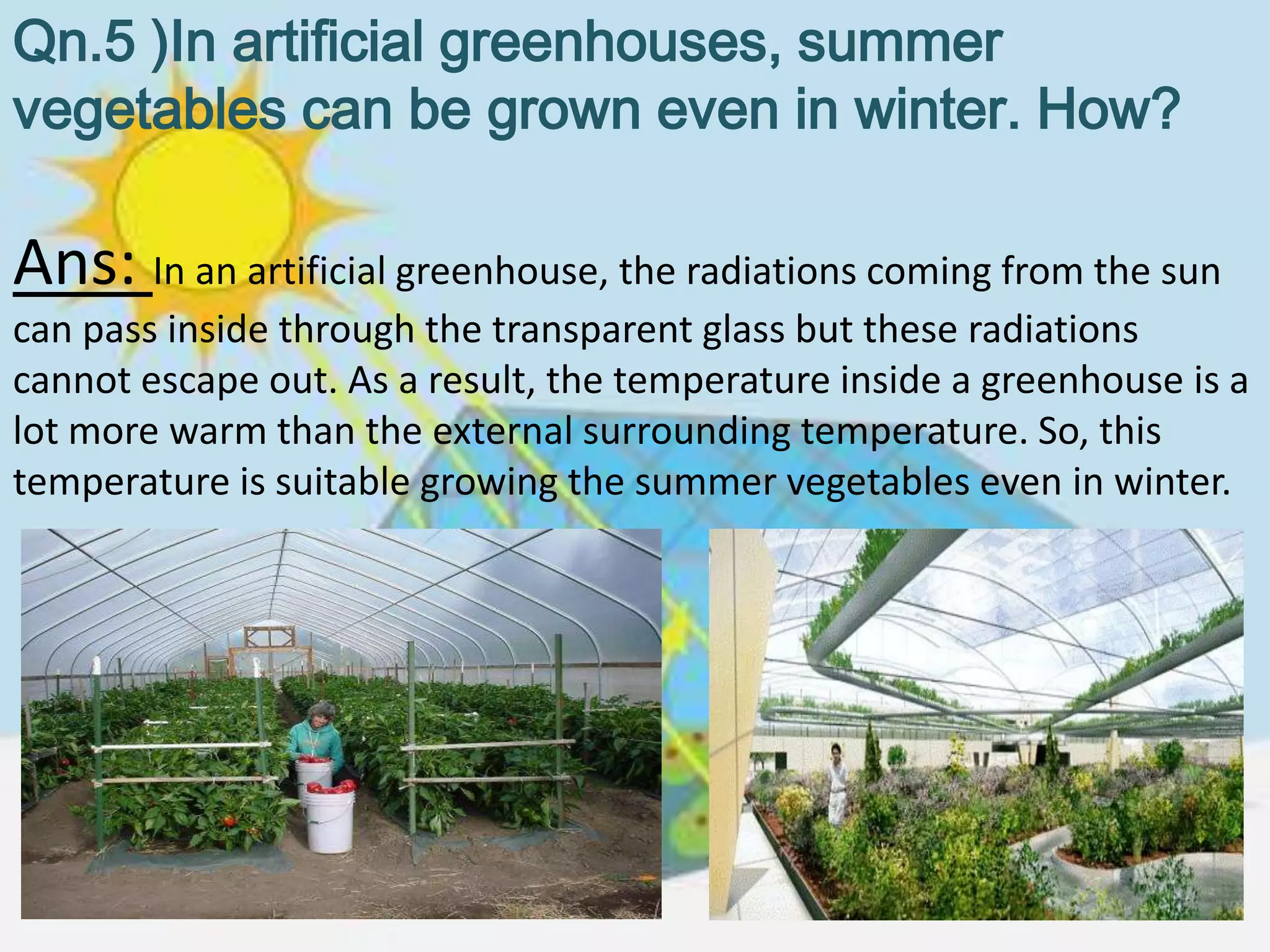 Qn.5 )In artificial greenhouses, summer
vegetables can be grown even in winter. How?

Ans: In an artificial greenhouse, the radiations coming from the sun
can pass inside through the transparent glass but these radiations
cannot escape out. As a result, the temperature inside a greenhouse is a
lot more warm than the external surrounding temperature. So, this
temperature is suitable growing the summer vegetables even in winter.
 