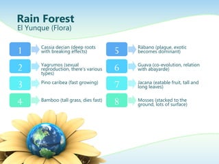 Rain Forest
El Yunque (Flora)
1
2
3
4
Cassia decian (deep roots
with breaking effects)
Yagrumos (sexual
reproduction, there’s various
types)
Pino caribea (fast growing)
Bamboo (tall grass, dies fast)
5
6
7
8
Rábano (plague, exotic
becomes dominant)
Guava (co-evolution, relation
with abayarde)
Jacana (eatable fruit, tall and
long leaves)
Mosses (stacked to the
ground, lots of surface)
 