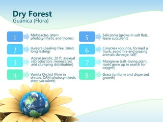 Dry Forest
Guánica (Flora)
1
2
3
4
Melocactus (stem
photosynthetic and thorns)
Bursera (peeling tree, small,
long lasting)
Agave (exotic, 20 ft, asexual
reproduction, monocarpic
and clumping distribution)
Vanilla Orchid (Vine in
shrubs, CAM photosynthesis,
stem succulent)
5
6
7
8
Salicornia (grows in salt flats,
leave succulent)
Consolea (opuntia, formed a
trunk, avoid fire and grazing
animals damage, tall)
Mangrove (salt-loving plant,
roots grow up in search for
oxygen)
Grass (uniform and dispersed
growth)
 