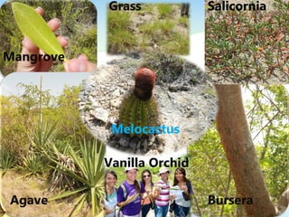 Agave
Melocactus
Bursera
Vanilla Orchid
Grass Salicornia
Mangrove
 