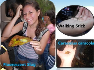 Fluorescent Slug
Walking Stick
Caracolus caracola
 