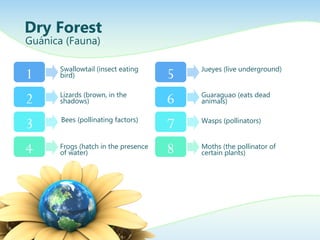 Dry Forest
Guánica (Fauna)
1
2
3
4
Swallowtail (insect eating
bird)
Lizards (brown, in the
shadows)
Bees (pollinating factors)
Frogs (hatch in the presence
of water)
5
6
7
8
Jueyes (live underground)
Guaraguao (eats dead
animals)
Wasps (pollinators)
Moths (the pollinator of
certain plants)
 