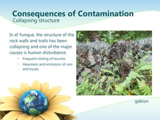 In el Yunque, the structure of the
rock walls and trails has been
collapsing and one of the major
causes is human disturbance.
• Frequent visiting of tourists
• Heaviness and emissions of cars
and trucks
Consequences of Contamination
Collapsing structure
gabion
 
