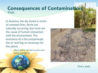 In Guánica, the dry forest is victim
of constant fires. Some are
naturally occurring, but most are
the cause of human interaction
with the environment. The
emissions of a fire contaminate
the air and fog so necessary for
the plants.
• Many plants do not survive such
harsh conditions.
Consequences of Contamination
Fires
Fire’s rests
 