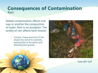 Global contamination affects one
way or another the composition
of water. Rain is no exception. The
acidity of rain affects both forests:
• Yunque- heavy amounts of rain
stripes the soil of its nutrients,
leaving little to the plants and
affecting their growth.
Consequences of Contamination
Rain
Low pH soil
 