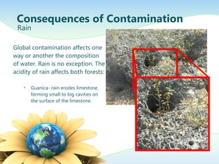 Global contamination affects one
way or another the composition
of water. Rain is no exception. The
acidity of rain affects both forests:
• Guanica- rain erodes limestone,
forming small to big cavities on
the surface of the limestone.
Consequences of Contamination
Rain
 