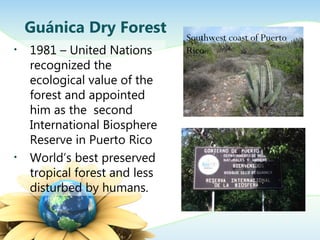 • 1981 – United Nations
recognized the
ecological value of the
forest and appointed
him as the second
International Biosphere
Reserve in Puerto Rico
• World’s best preserved
tropical forest and less
disturbed by humans.
Guánica Dry Forest Southwest coast of Puerto
Rico
 