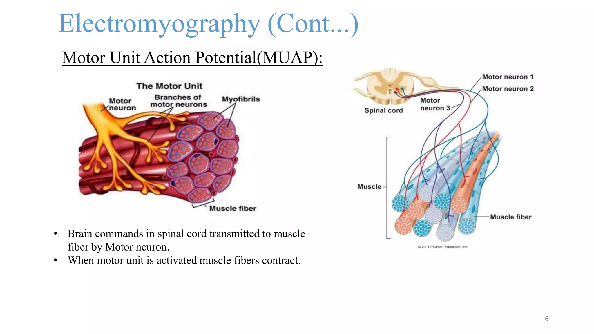 Electromyography (Cont...)
Motor Unit Action Potential(MUAP):
6
• Brain commands in spinal cord transmitted to muscle
fiber by Motor neuron.
• When motor unit is activated muscle fibers contract.
 