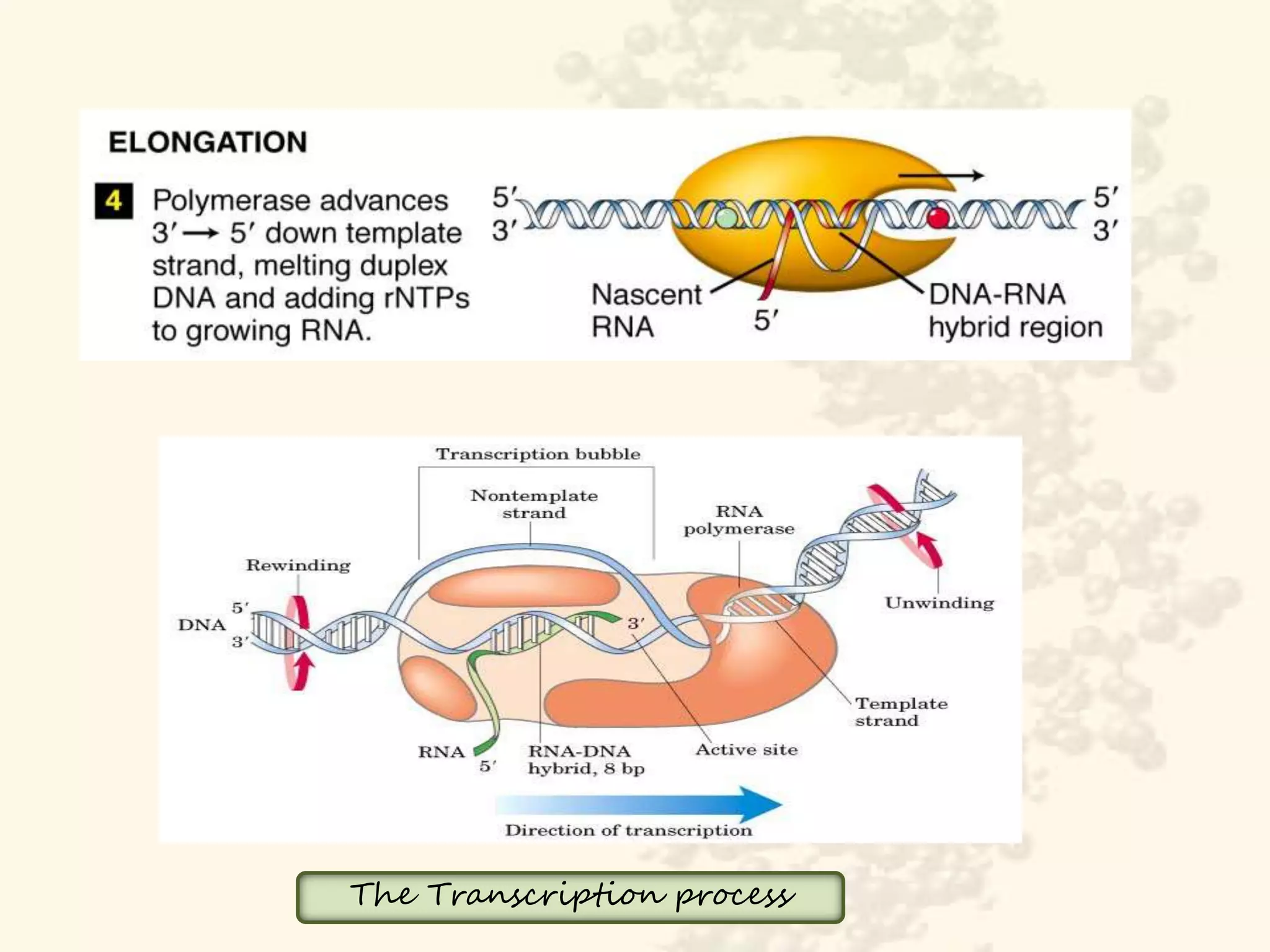 Role of DNA and RNA in Protein Synthesis | PPTX
