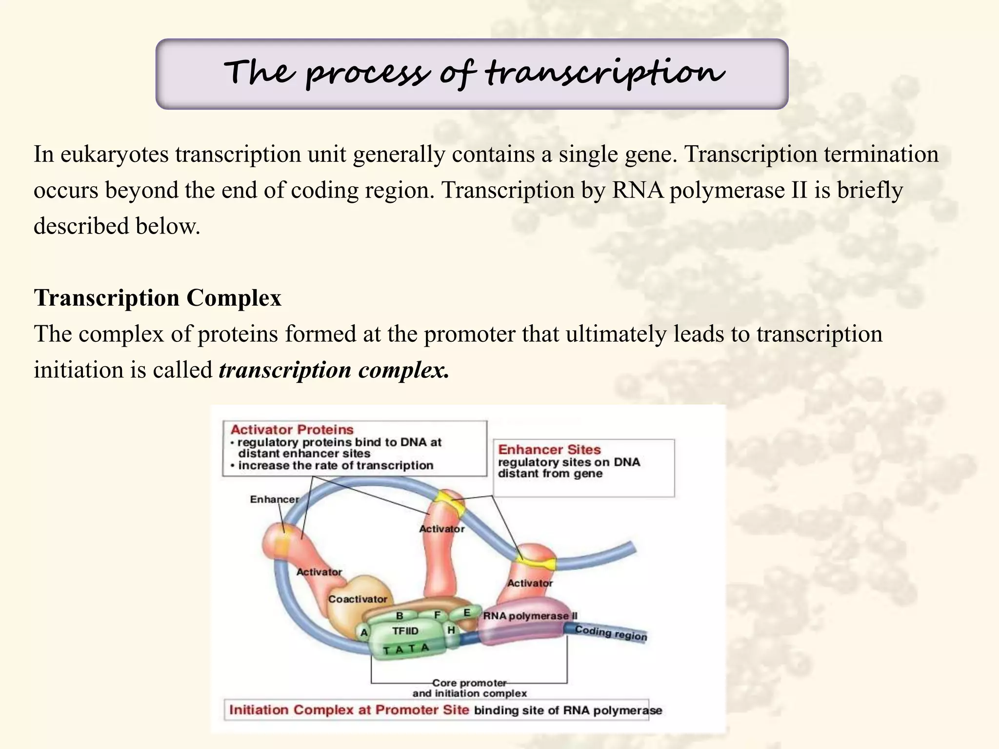 Role of DNA and RNA in Protein Synthesis | PPTX | Biological Sciences ...