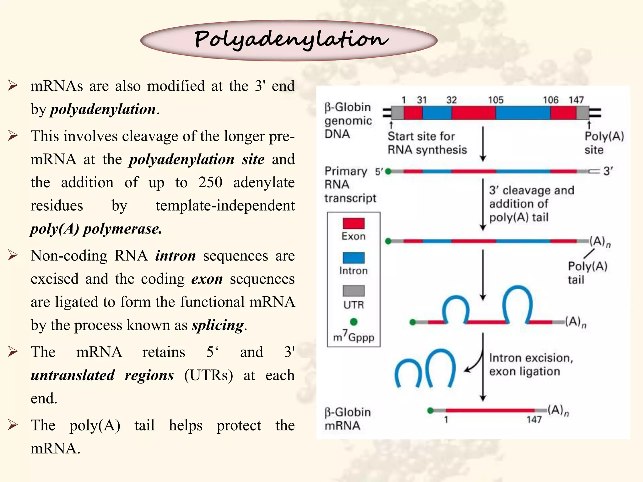Role of DNA and RNA in Protein Synthesis | PPTX