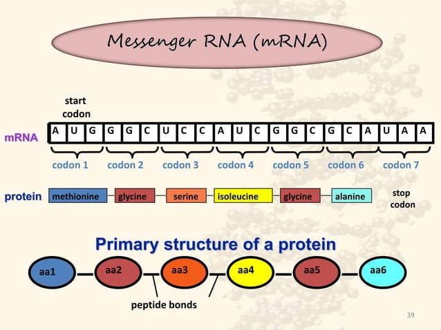 Role of DNA and RNA in Protein Synthesis | PPTX | Biological Sciences ...