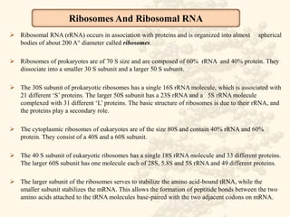 Role of DNA and RNA in Protein Synthesis | PPTX