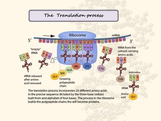 Role of DNA and RNA in Protein Synthesis | PPTX