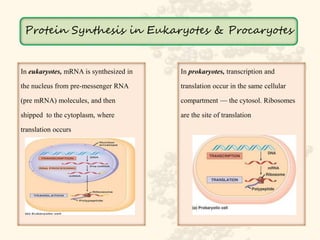 Role of DNA and RNA in Protein Synthesis | PPTX
