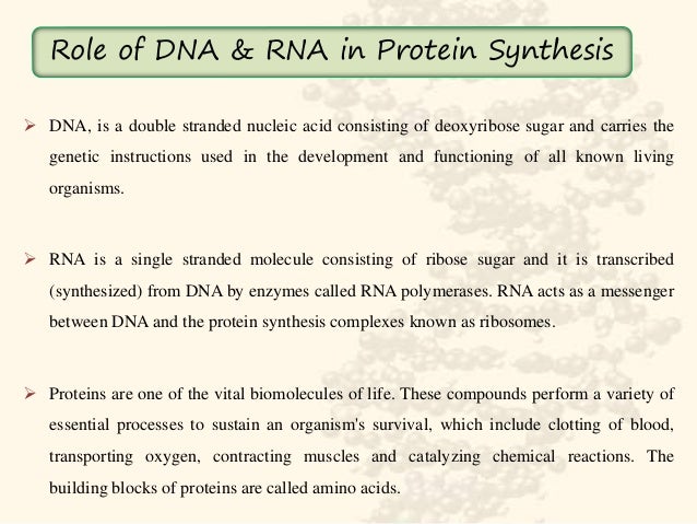DNA The Roles Of DNA DNA And