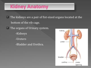  The kidneys are a pair of fist-sized organs located at the
bottom of the rib cage.
 The organs of Urinary system.
-Kidneys
-Ureters
-Bladder and Urethra.
 
