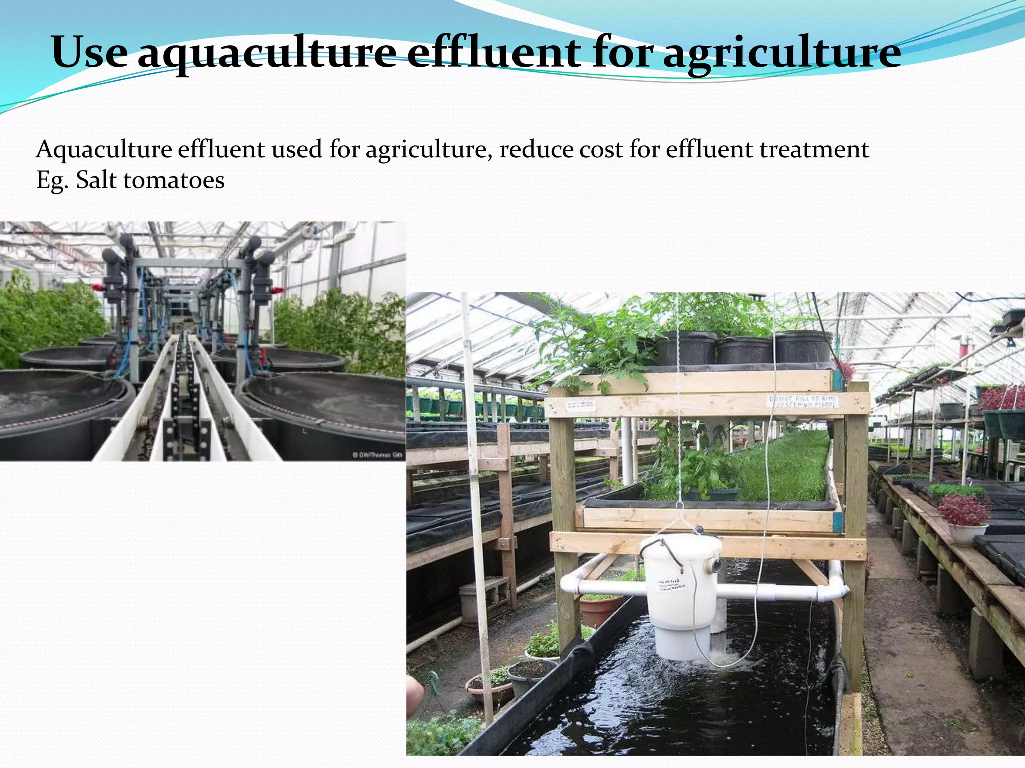 Use aquaculture effluent for agriculture
Aquaculture effluent used for agriculture, reduce cost for effluent treatment
Eg. Salt tomatoes
 