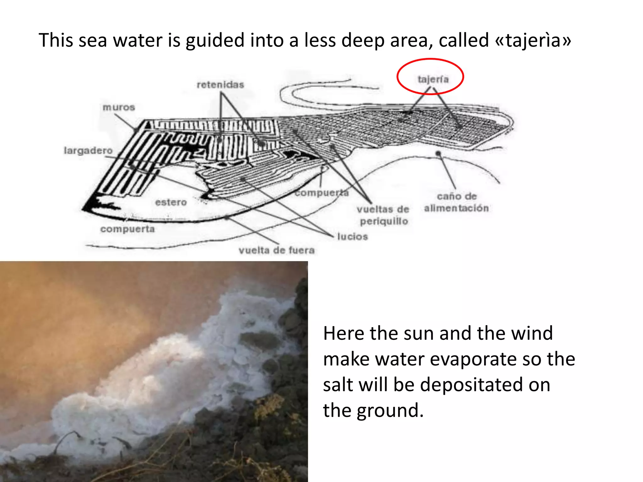 This sea water is guided into a less deep area, called «tajerìa»
Here the sun and the wind
make water evaporate so the
salt will be depositated on
the ground.
 