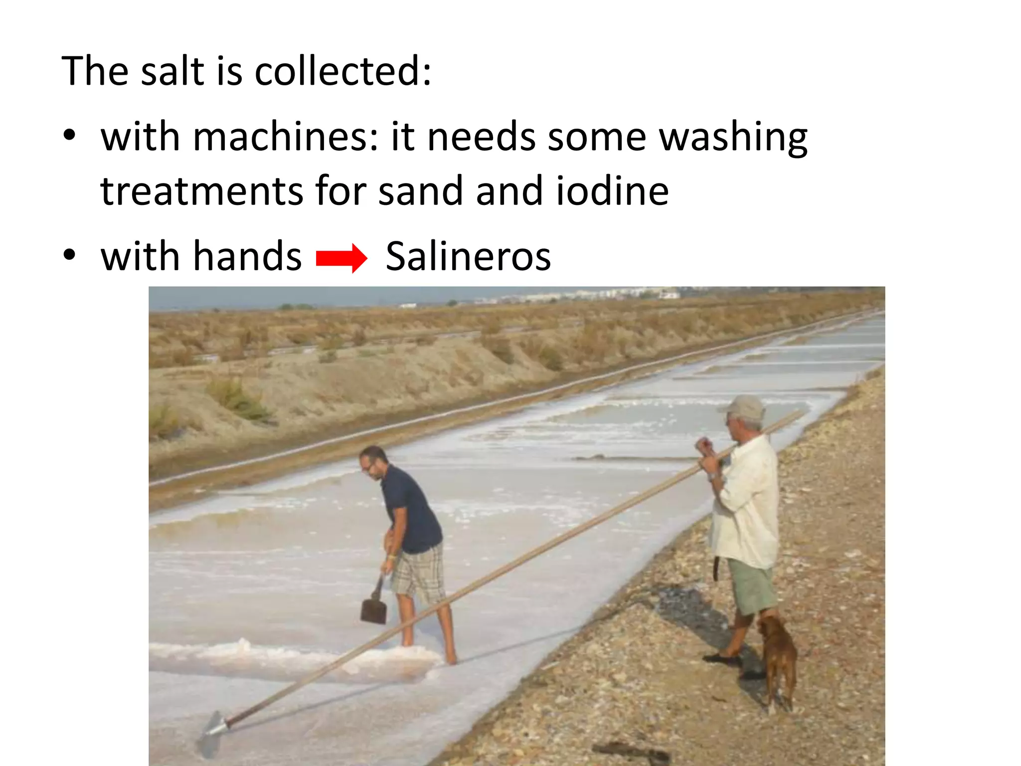 The salt is collected:
• with machines: it needs some washing
treatments for sand and iodine
• with hands Salineros
 