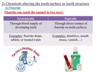 2) Chemicals altering the tooth surface or tooth structure
Fluoride can reach the enamel in two ways:
Systemically Topically
Through blood supply of
developing teeth
Through direct contact of
fluoride on teeth surfaces
Examples: fluoride drops,
tablets, or treated water
Examples: dentifrice, mouth
rinses, varnish…)
A) Fluoride
 