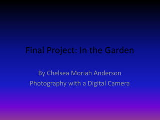 Final Project: In the Garden
By Chelsea Moriah Anderson
Photography with a Digital Camera
 