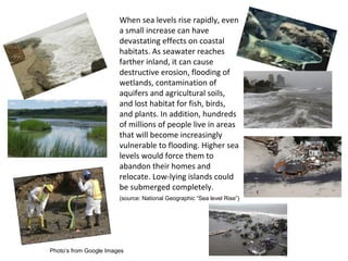 When sea levels rise rapidly, even
a small increase can have
devastating effects on coastal
habitats. As seawater reaches
farther inland, it can cause
destructive erosion, flooding of
wetlands, contamination of
aquifers and agricultural soils,
and lost habitat for fish, birds,
and plants. In addition, hundreds
of millions of people live in areas
that will become increasingly
vulnerable to flooding. Higher sea
levels would force them to
abandon their homes and
relocate. Low-lying islands could
be submerged completely.
(source: National Geographic “Sea level Rise”)

Photo’s from Google Images

 