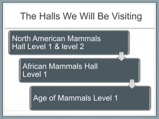 The Halls We Will Be Visiting

North American Mammals
Hall Level 1 & level 2

  African Mammals Hall
  Level 1


     Age of Mammals Level 1
 
