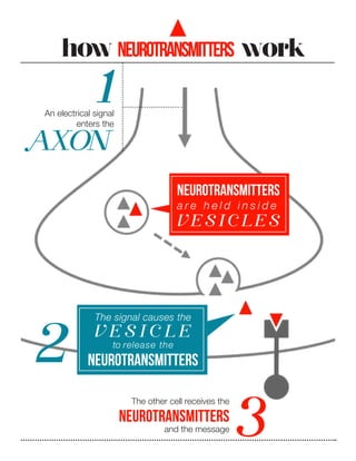 how NEUROTRANSMITTERS work

1

An electrical signal
enters the

A
XON
NEUROTRANSMITTERS
are held inside

V E S IC L E S

2

The signal causes the

VESICLE
to release the

NEUROTRANSMITTERS
The other cell receives the

NEUROTRANSMITTERS
and the message

3

 
