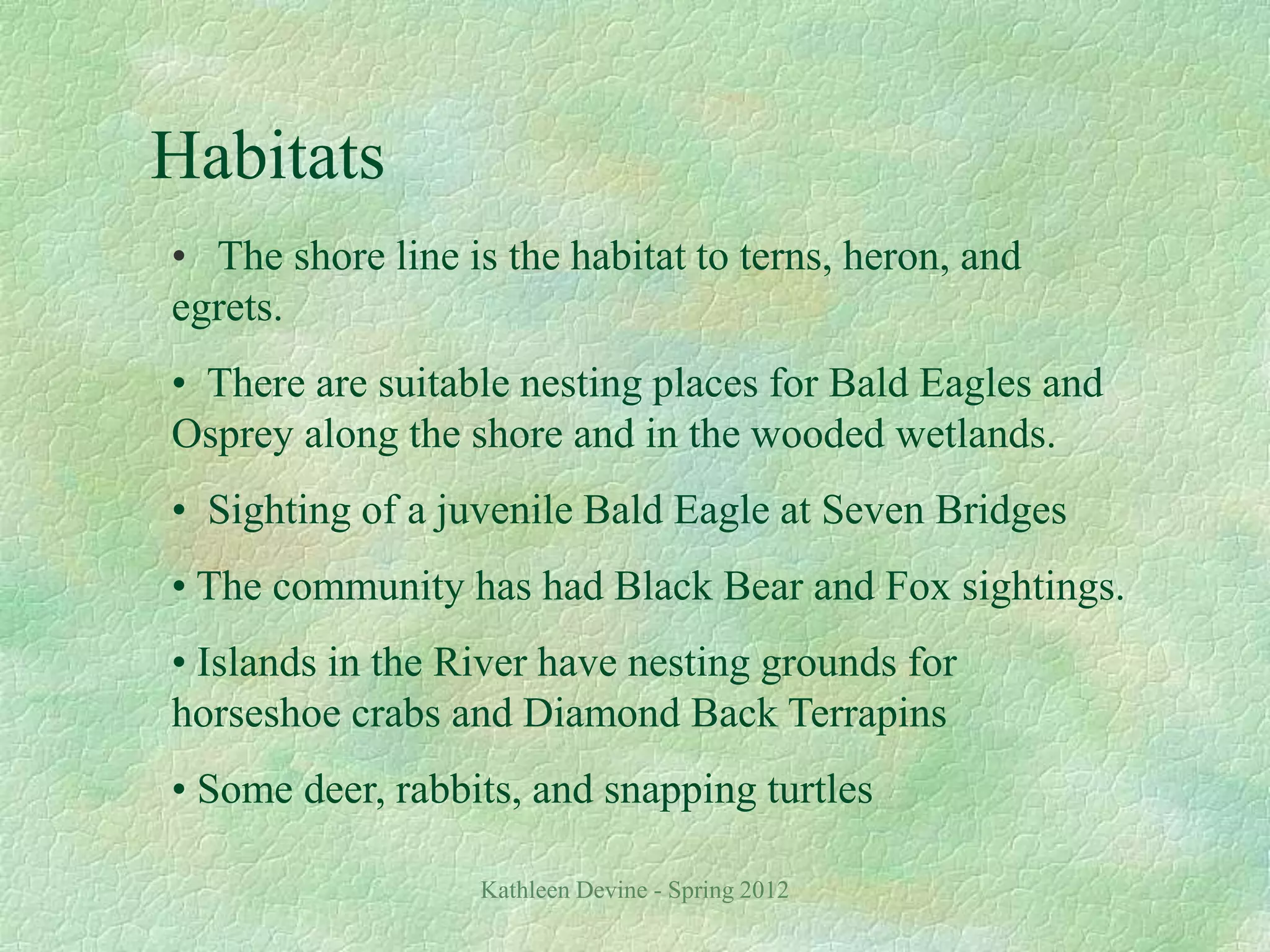 Kathleen Devine - Spring 2012
Habitats
• The shore line is the habitat to terns, heron, and
egrets.
• There are suitable nesting places for Bald Eagles and
Osprey along the shore and in the wooded wetlands.
• Sighting of a juvenile Bald Eagle at Seven Bridges
• The community has had Black Bear and Fox sightings.
• Islands in the River have nesting grounds for
horseshoe crabs and Diamond Back Terrapins
• Some deer, rabbits, and snapping turtles
 