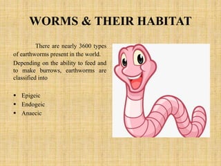 WORMS & THEIR HABITAT
There are nearly 3600 types
of earthworms present in the world.
Depending on the ability to feed and
to make burrows, earthworms are
classified into
 Epigeic
 Endogeic
 Anaecic
 