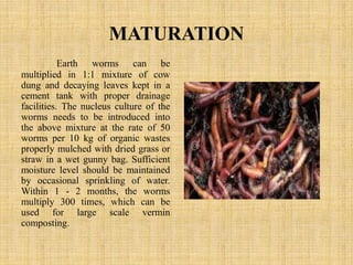 MATURATION
Earth worms can be
multiplied in 1:1 mixture of cow
dung and decaying leaves kept in a
cement tank with proper drainage
facilities. The nucleus culture of the
worms needs to be introduced into
the above mixture at the rate of 50
worms per 10 kg of organic wastes
properly mulched with dried grass or
straw in a wet gunny bag. Sufficient
moisture level should be maintained
by occasional sprinkling of water.
Within 1 - 2 months, the worms
multiply 300 times, which can be
used for large scale vermin
composting.
 