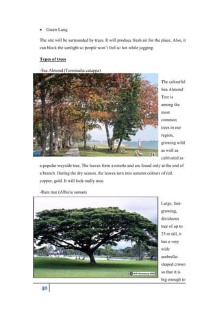 30
 Green Lung
The site will be surrounded by trees. It will produce fresh air for the place. Also, it
can block the sunlight so people won’t feel so hot while jogging.
Types of trees
-Sea Almond (Terminalia catappa)
The colourful
Sea Almond
Tree is
among the
most
common
trees in our
region,
growing wild
as well as
cultivated as
a popular wayside tree. The leaves form a rosette and are found only at the end of
a branch. During the dry season, the leaves turn into autumn colours of red,
copper, gold. It will look really nice.
-Rain tree (Albizia saman)
Large, fast-
growing,
deciduous
tree of up to
25 m tall, it
has a very
wide
umbrella-
shaped crown
so that it is
big enough to
 